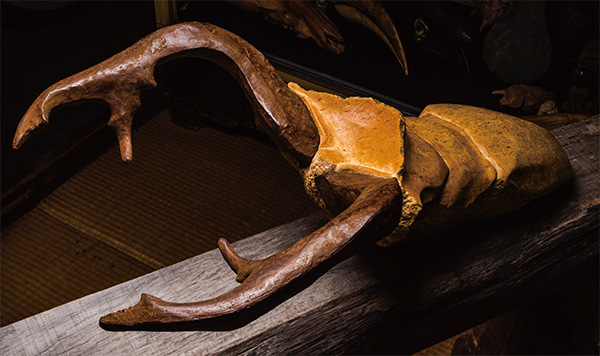 『Cyclommatus　alagari (アラガールホソアカクワガタ）』　50×30×20cm　+　台座 黄色大理石、ブロンズ、古材