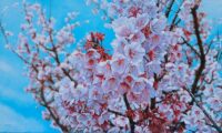 山木章　「ハルノヒノオモイデ」　M8